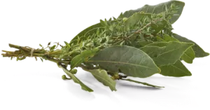 Thym Laurier Frais Botte