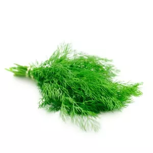 Aneth Fraiche Botte