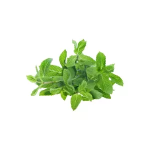 Menthe Fraiche Botte