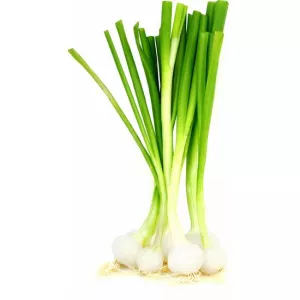 Oignon Blanc Botte
