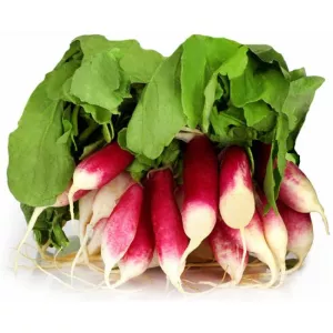 Radis Rose Botte