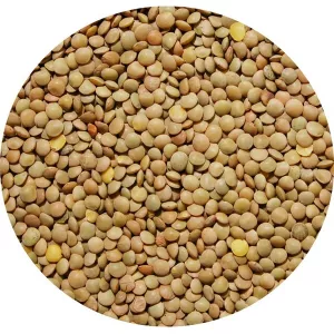 Lentille blonde 6mm 25kg - LEGUMOR