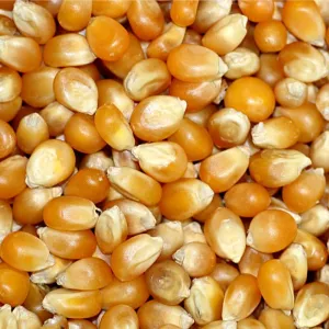 Pop Corn Corn 25kg - LÉGUMOR