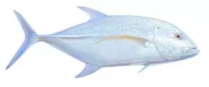 Carangue Entière Surgelé 10 kgs