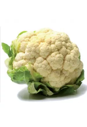 CHOU-FLEUR BLANC 8 P. FRANCE BRETAGNE