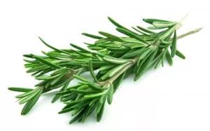 Romarin Frais - Barquette - 30gr X10